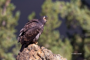 Bald-Eagle;Eagle;Haliaeetus-leucocephalus;curved-beak;hunter;juvenile;predator;r